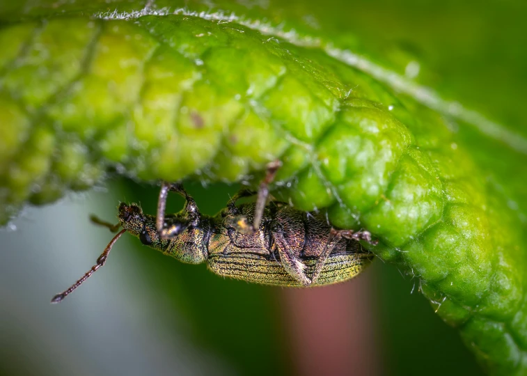 a bug that is sitting on a leaf, by Robert Brackman, farming, detaild, high res photograph, musty