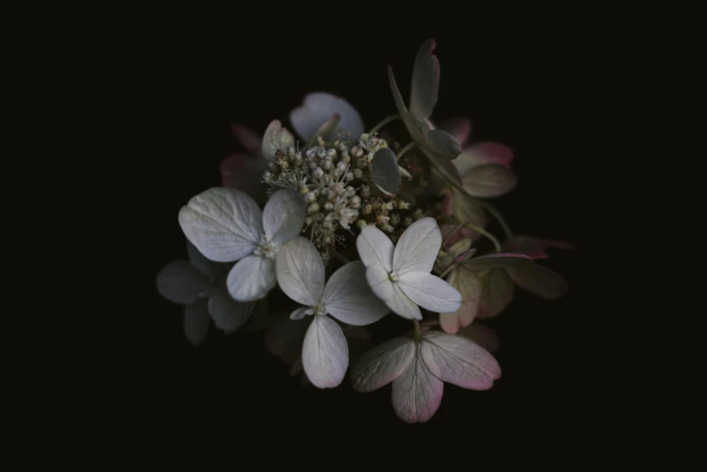 a close up of a flower on a black background, an album cover, unsplash, hydrangea, medium format, withered, grey