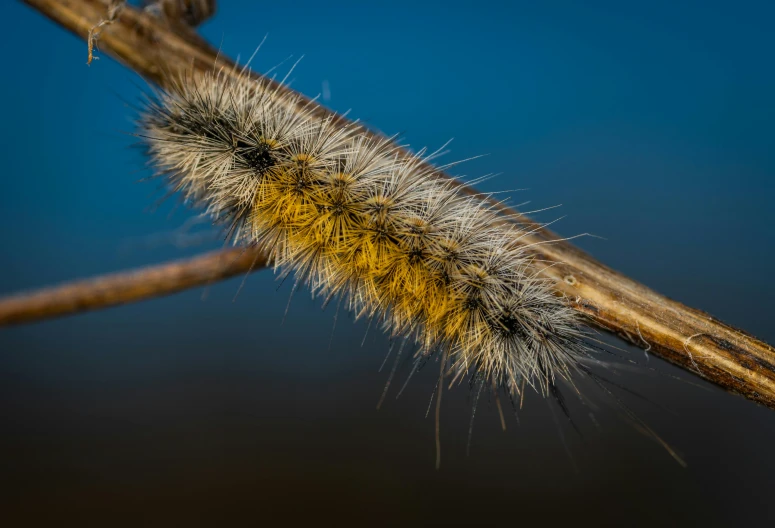 a close up of a cater on a twig, a macro photograph, by Mathias Kollros, unsplash, hurufiyya, long wavy fur, the caterpillar, broad brush, blue and yellow fauna