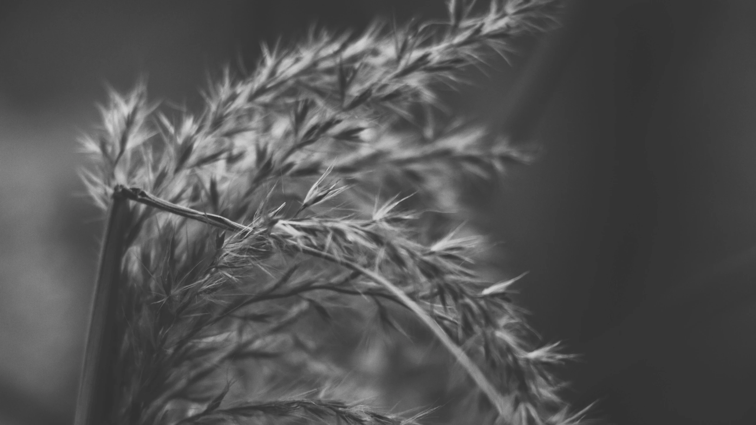 a black and white photo of a plant, unsplash, orange grass, detailed medium format photo, macro furry, 4k greyscale hd photography