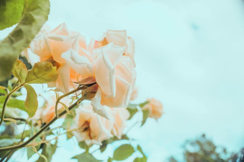 a bird sitting on top of a pink flower, an album cover, inspired by Elsa Bleda, unsplash, romanticism, pastel roses, view from below, pale orange colors, white roses