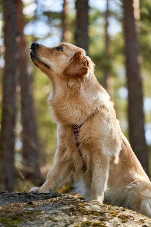 a dog sitting on a rock in the woods, looking up to the sky, wearing collar, golden retriever, focused on her neck