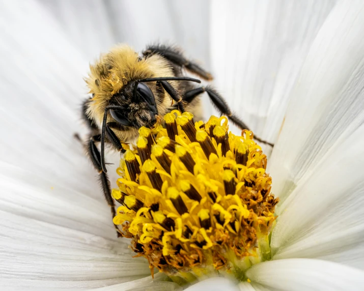 a bee sitting on top of a white flower, on a white table, yellow and black color scheme, biodiversity heritage library, fan favorite