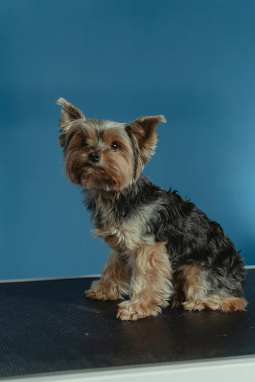 a small dog sitting on top of a table, with a blue background