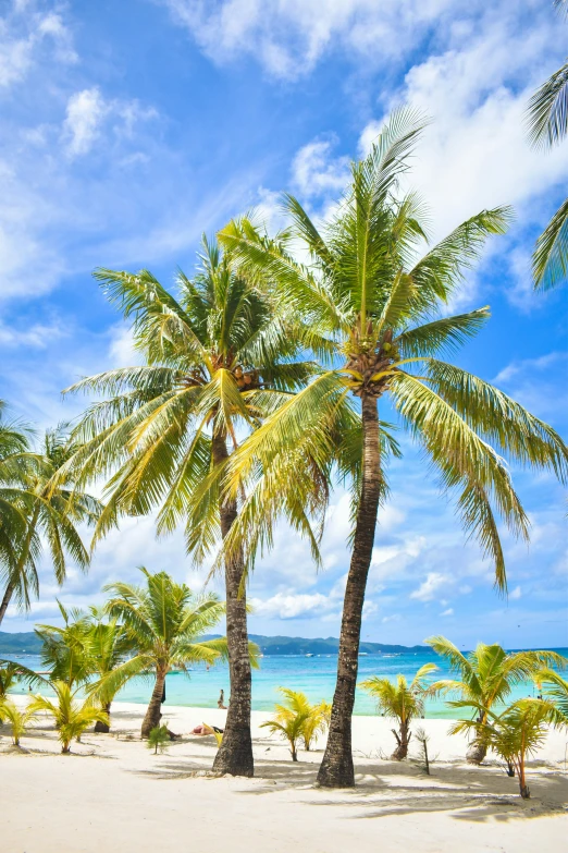 a beach with palm trees and the ocean in the background, standing on a beach in boracay, slide show, square, tropical trees