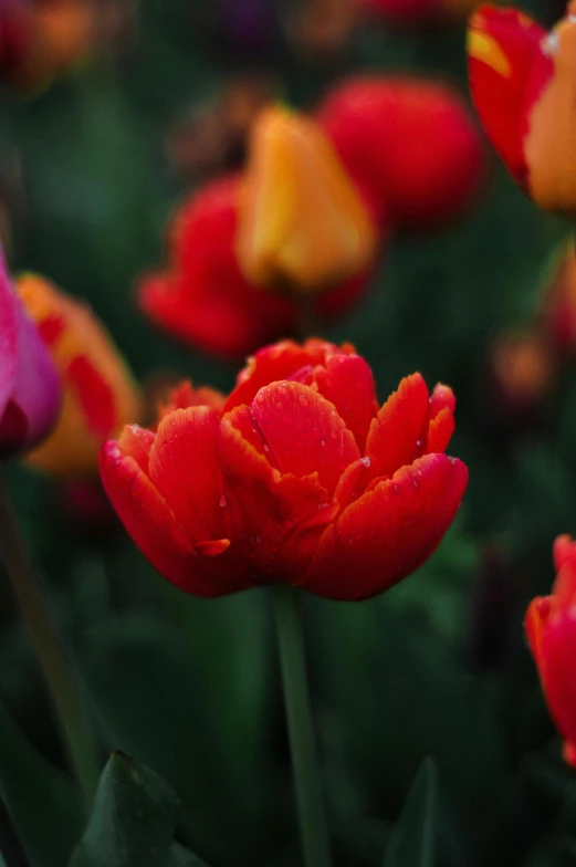 a bunch of red and yellow tulips in a field, unsplash, detailed droplets, red glow, single, low detailed