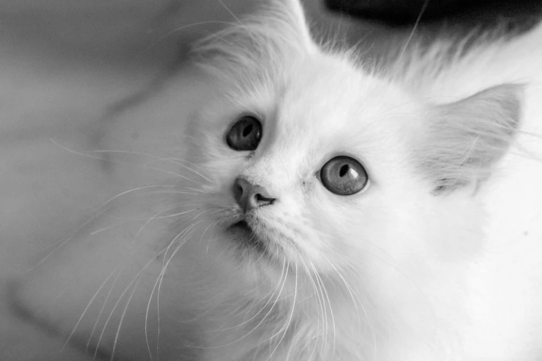 a black and white photo of a kitten, by Emma Andijewska, fluffy white fur, closeup!!, white haired, fluffy''