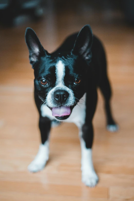 a small black and white dog standing on a hard wood floor, pexels contest winner, soft lulling tongue, large ears, pleasing, contain