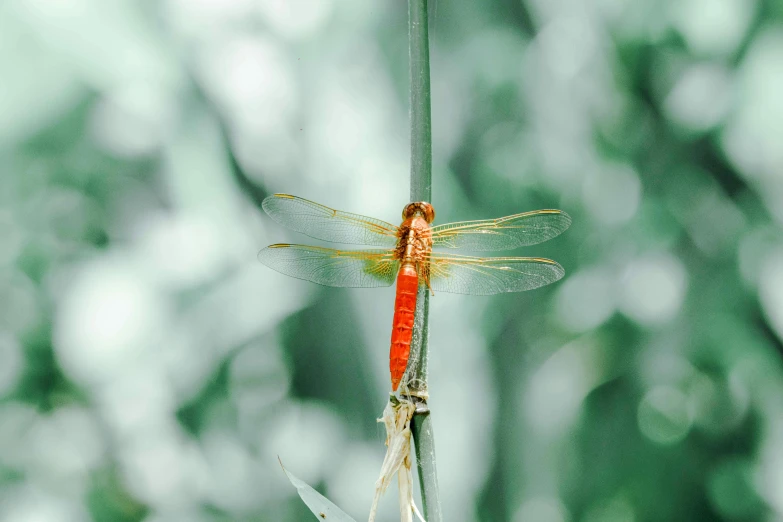 a dragonfly sitting on top of a blade of grass, by Jan Rustem, unsplash, red and orange colored, avatar image, albino, instagram post