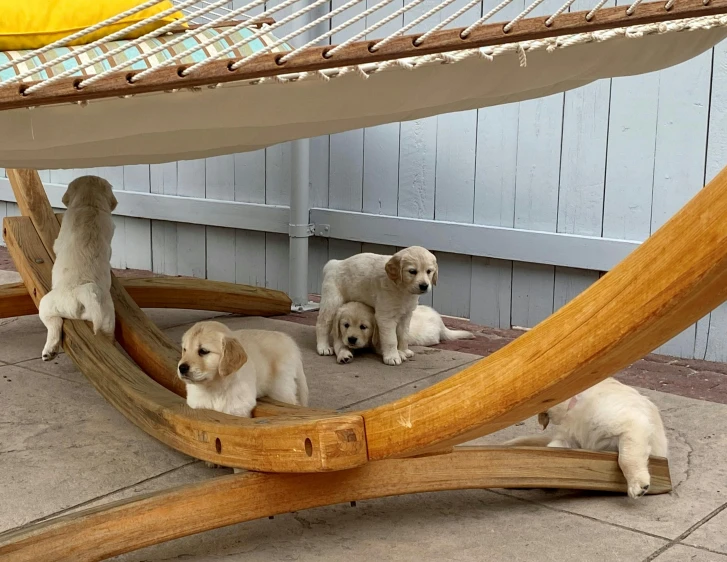 a group of puppies sitting under a hammock, by Carey Morris, featured on reddit, curvy build, golden retriever, listing image, oceanside