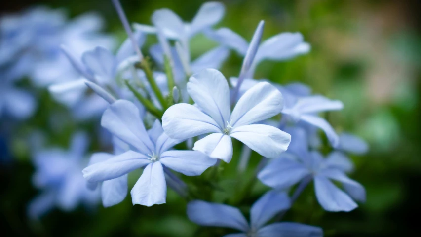 a close up of a bunch of blue flowers, by Julian Allen, pexels contest winner, white flowers, fan favorite, jasmine, flax