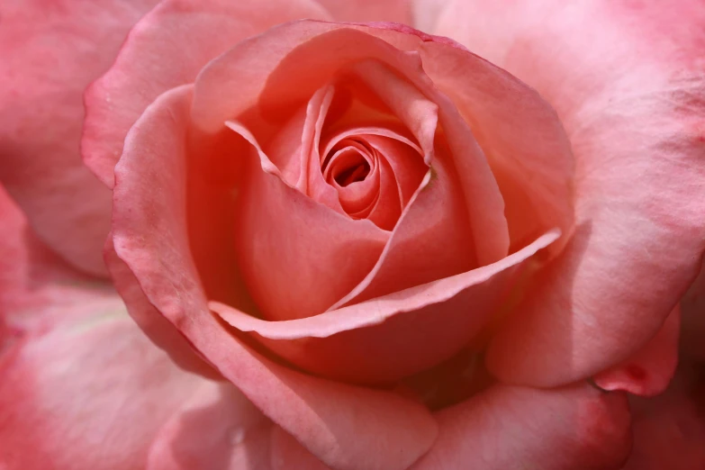 a close up of a pink rose flower, by Gwen Barnard, pexels contest winner, fan favorite, paul barson, celebration, reddish