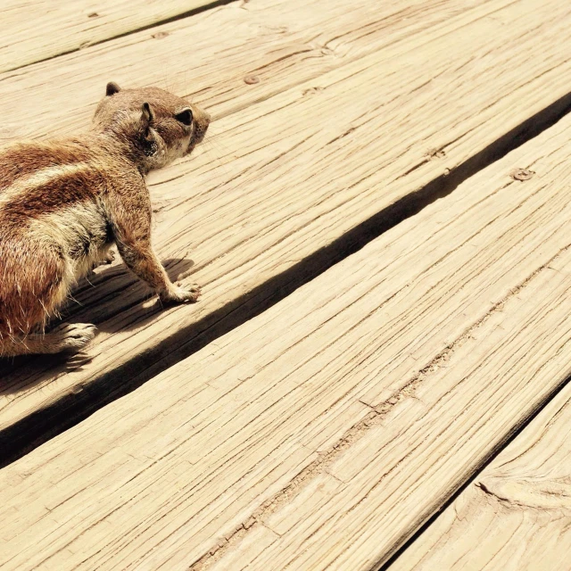 a small squirrel sitting on top of a wooden deck, an album cover, pexels contest winner, hurufiyya, sunburn, perfectly shaded, boardwalk, a high angle shot