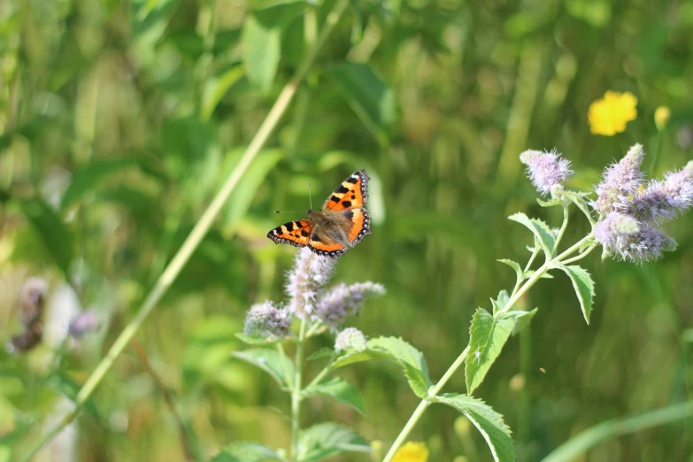 a butterfly that is sitting on a flower, a photo, pexels, hurufiyya, mint, digital image, wild vegetation, wide views