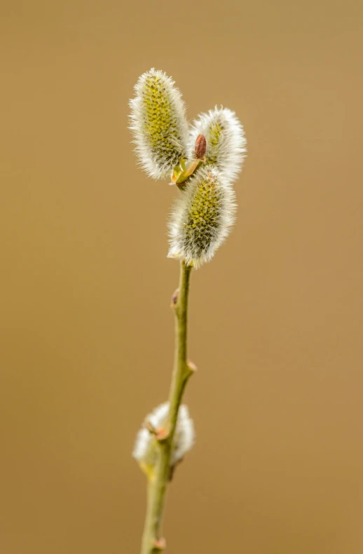 a close up of a branch of a plant, a macro photograph, by David Simpson, minimalism, fluffy tail, willows, portrait of small, indoor picture