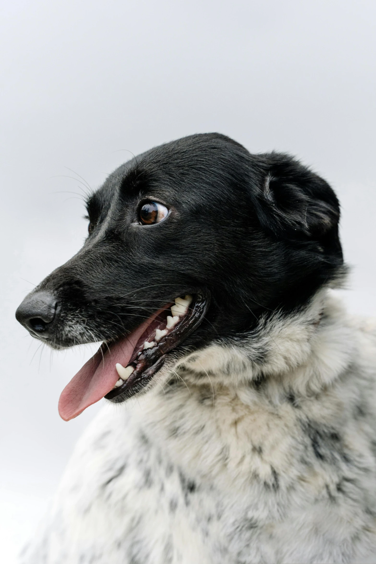 a black and white dog sitting in the snow, an album cover, inspired by Elke Vogelsang, photorealism, closeup. mouth open, white with black spots, ear floof, on clear background