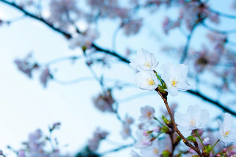 a close up of a bunch of flowers on a tree, unsplash, background image, sakura, white and blue, thumbnail