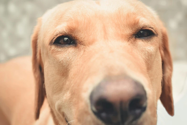 a close up of a dog looking at the camera, square nose, golden, zoomed out shot, a blond