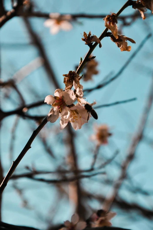 a bird sitting on top of a branch of a tree, an album cover, unsplash, aestheticism, almond blossom, bee, low quality photo