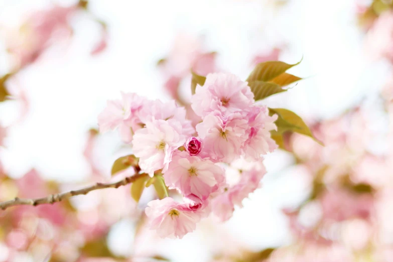 a close up of some pink flowers on a tree, unsplash, with a white background, myazaki, japanese collection product, light pink