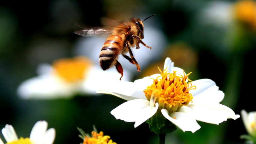 a close up of a bee on a flower, leaping into the air, sustainable materials, promo image, thumbnail