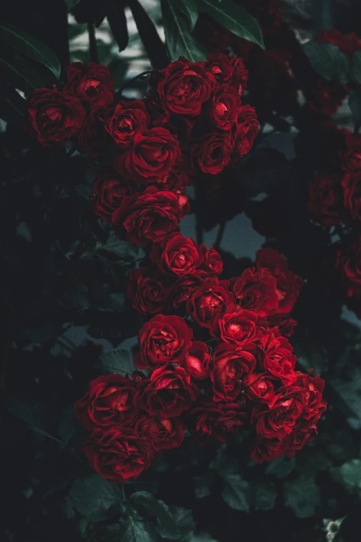 a bunch of red roses with green leaves, inspired by Elsa Bleda, unsplash contest winner, romanticism, ominous gothic aesthetic, profile image, red trees, midnight colors