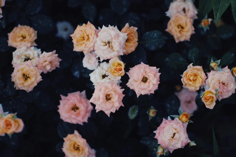 a bunch of flowers that are next to each other, inspired by Elsa Bleda, trending on unsplash, rose garden, floating in air, manuka, at night time