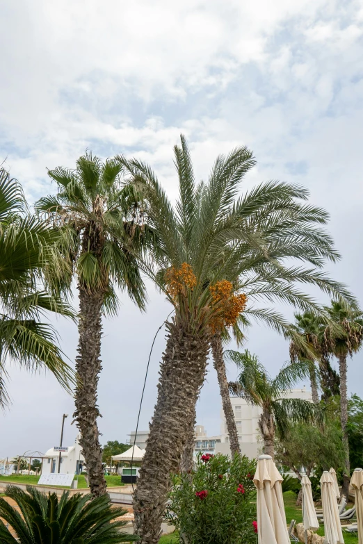 a group of palm trees sitting on top of a lush green field, les nabis, tel aviv street, pineapples, today\'s featured photograph 4k, exterior view
