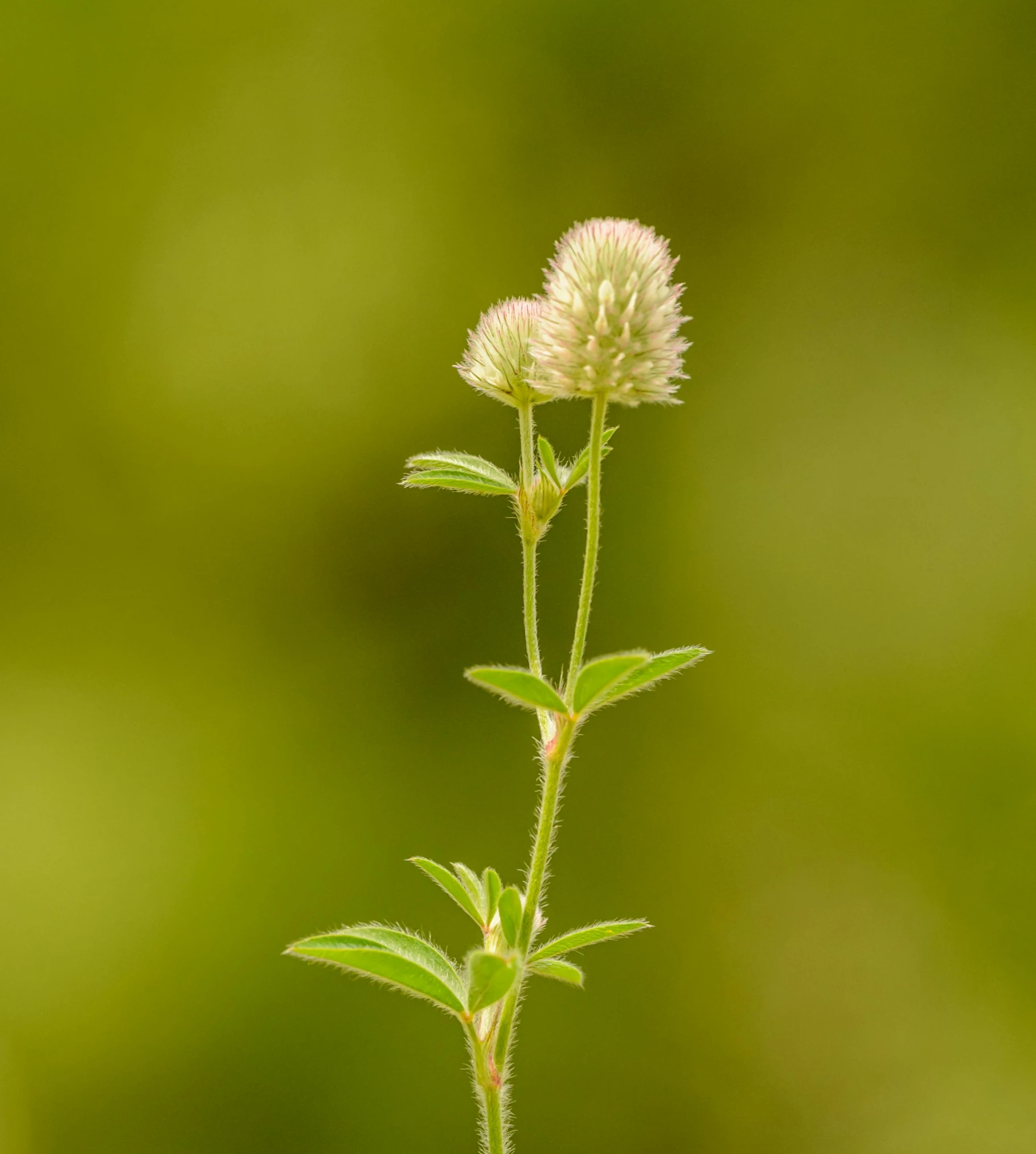 a close up of a flower on a stem, mint, portrait image, protophyta, small crown