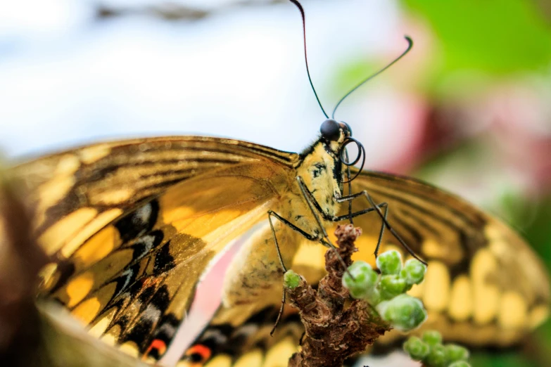 a close up of a butterfly on a plant, pexels contest winner, ready to eat, avatar image, gopro photo, super intricate