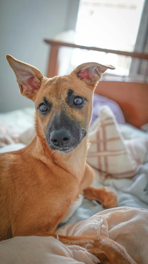 a brown dog laying on top of a bed, inspired by Elke Vogelsang, pexels, renaissance, wide eyed, mid-shot of a hunky, listing image, a phoenix