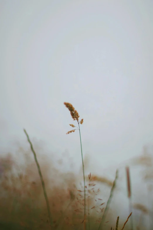 tall grass blowing in the wind on a foggy day, a picture, unsplash, postminimalism, dried flower, standing alone, ((mist)), made of mist