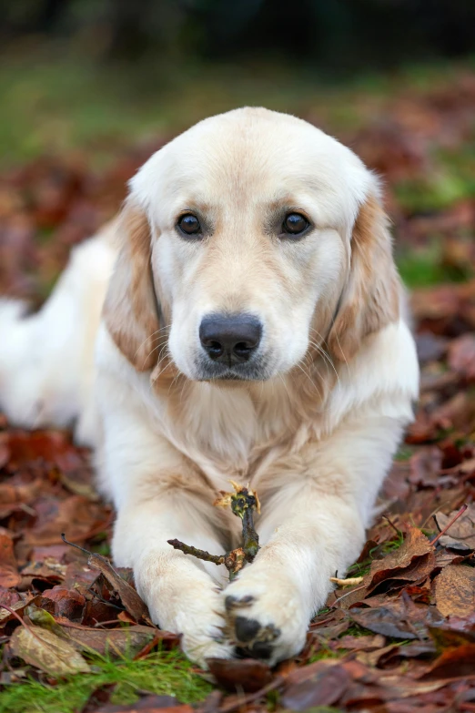 a dog that is laying down in the leaves, soft pale golden skin, looking confident, floppy ears, but very good looking”