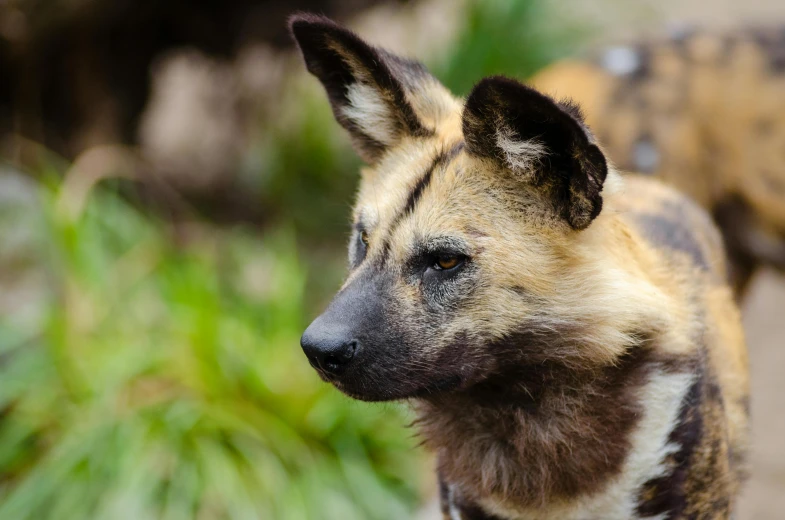 a couple of wild dogs standing next to each other, a portrait, by Peter Churcher, trending on unsplash, no cropping, closeup 4k, manuka, museum quality photo
