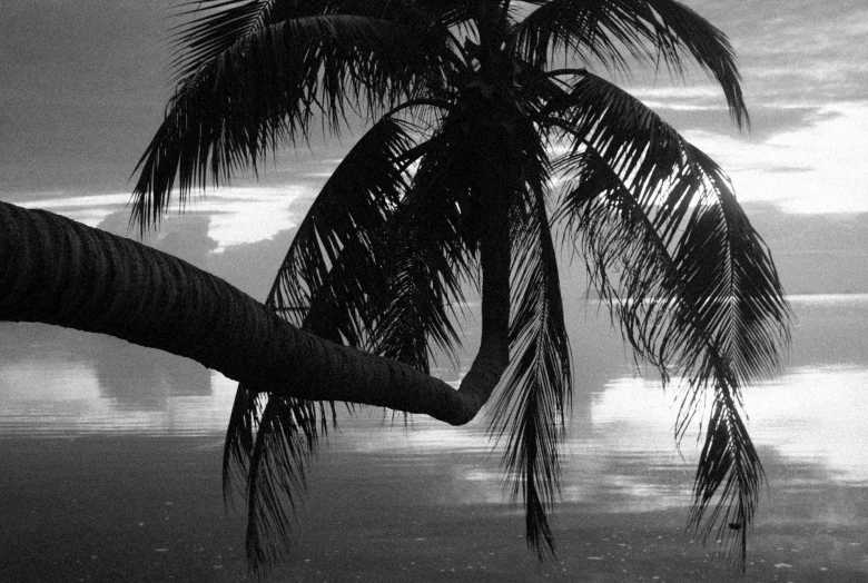 a black and white photo of a palm tree, a black and white photo, by Max Dupain, flickr, fine art, humid evening, gazing at the water, jamaican vibe, bliss