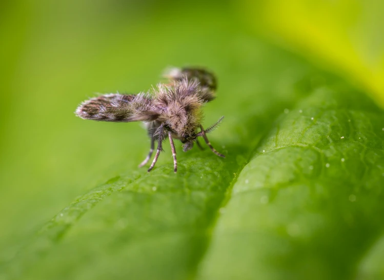 a small insect sitting on top of a green leaf, unsplash, hurufiyya, fluffy tail, high res photograph, shot on sony a 7, young male