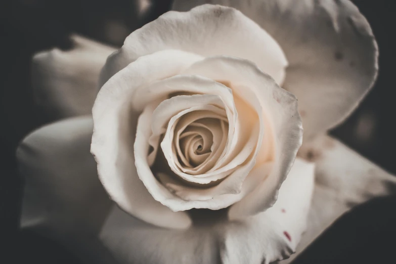 a close up of a white rose on a black background, pexels contest winner, pale grey skin, instagram post, blurred, vintage photo