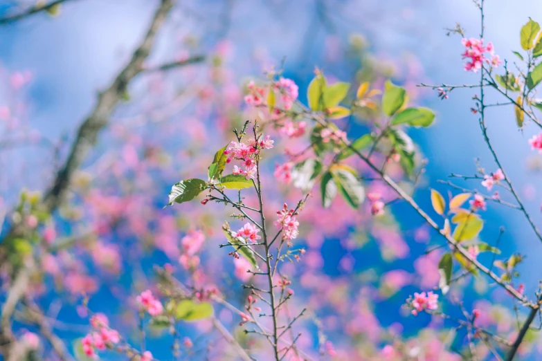 a bird sitting on top of a tree branch, unsplash, romanticism, pink petals fly, pink and blue colour, 🌸 🌼 💮, close up of iwakura lain