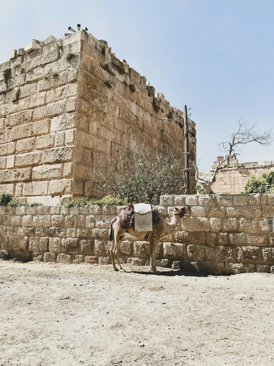 a donkey standing in front of a stone wall, by Nathalie Rattner, pexels contest winner, lebanon kirsten dunst, street corner, castles and temple details, panoramic shot