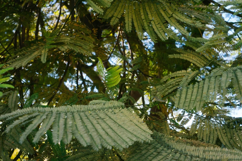 a bird sitting on top of a tree branch, hurufiyya, tree ferns, covered in leaves, as seen from the canopy, up close picture