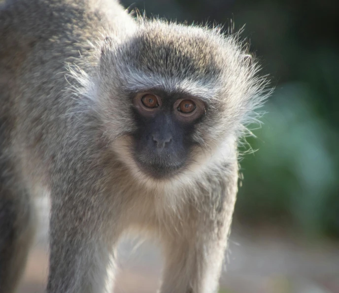a close up of a monkey with a blurry background, pexels contest winner, in africa, short light grey whiskers, silver eyes full body, national geographic footage