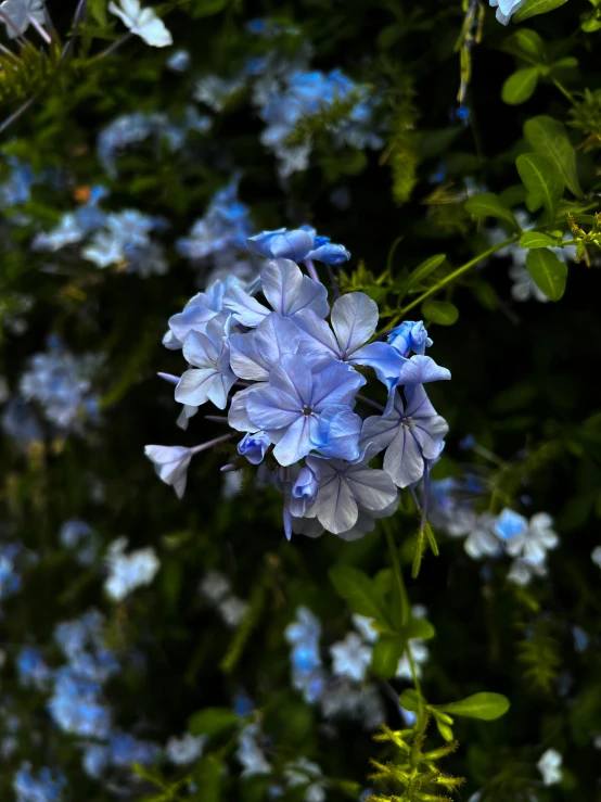 a close up of a bunch of blue flowers, by Joan Ayling, unsplash, slide show, chile, jasmine, color image