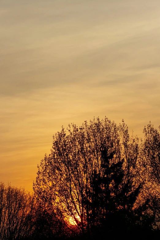 a plane flying in the sky at sunset, by Jan Tengnagel, pexels contest winner, romanticism, willow trees, today\'s featured photograph 4k, patches of yellow sky, ((sunset))