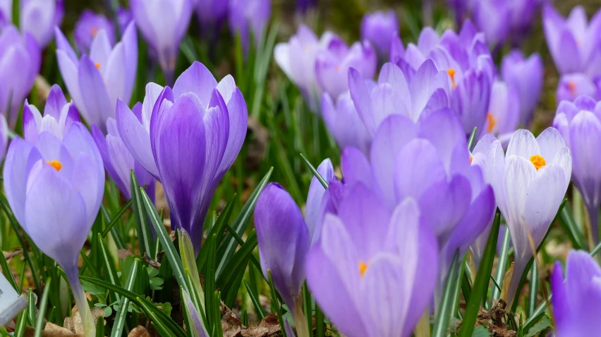 a bunch of purple flowers that are in the grass, pexels contest winner, renaissance, 🦩🪐🐞👩🏻🦳, light blues, early spring, desktop background