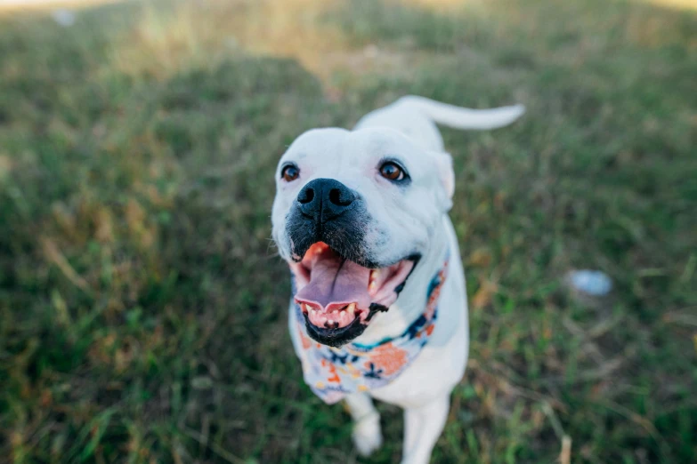 a white dog standing on top of a lush green field, winking at the camera, adoptable, pits, bandanas