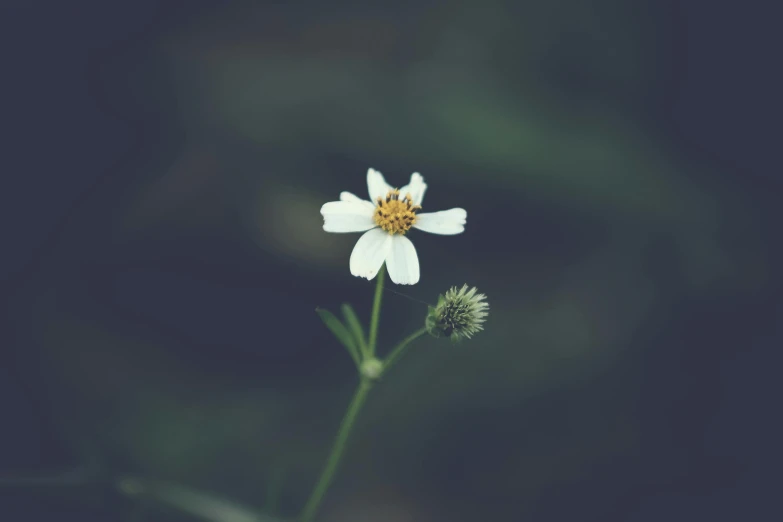 a single white flower against a dark background, unsplash, minimalism, medium format, meadows, vintage photo, instagram post