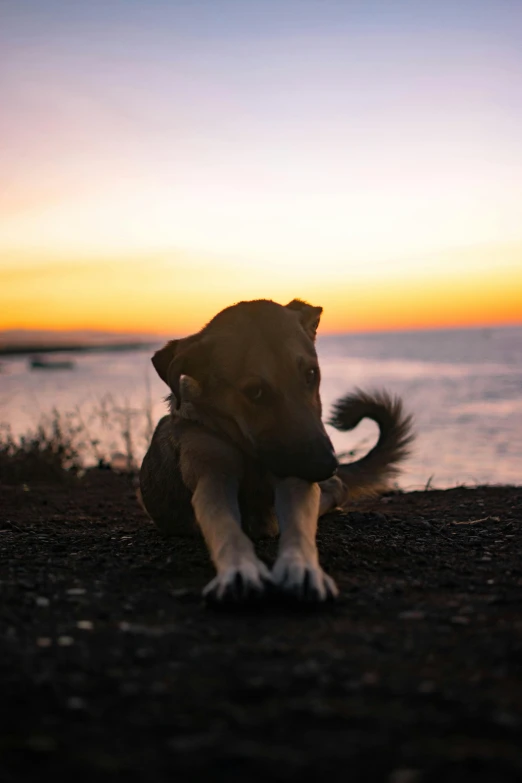 a dog that is laying down on the ground, unsplash, romanticism, at beach at sunset, 2019 trending photo, furry tail, mixed animal