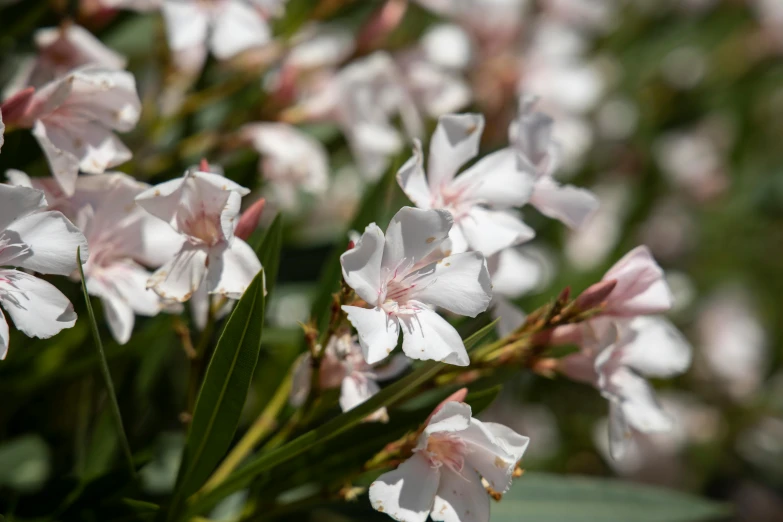 a close up of a bunch of white flowers, by David Simpson, unsplash, pink white and green, madagascar, glossy flecks of iridescence, slight overcast weather