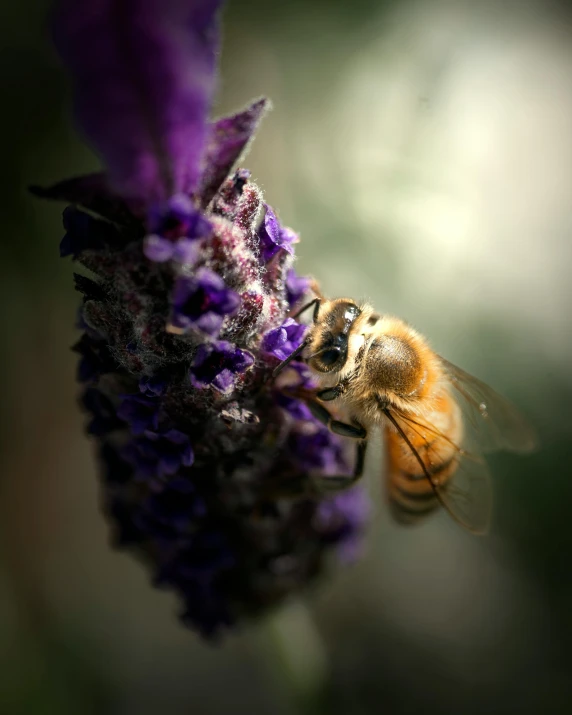 a bee sitting on top of a purple flower, facing the camera