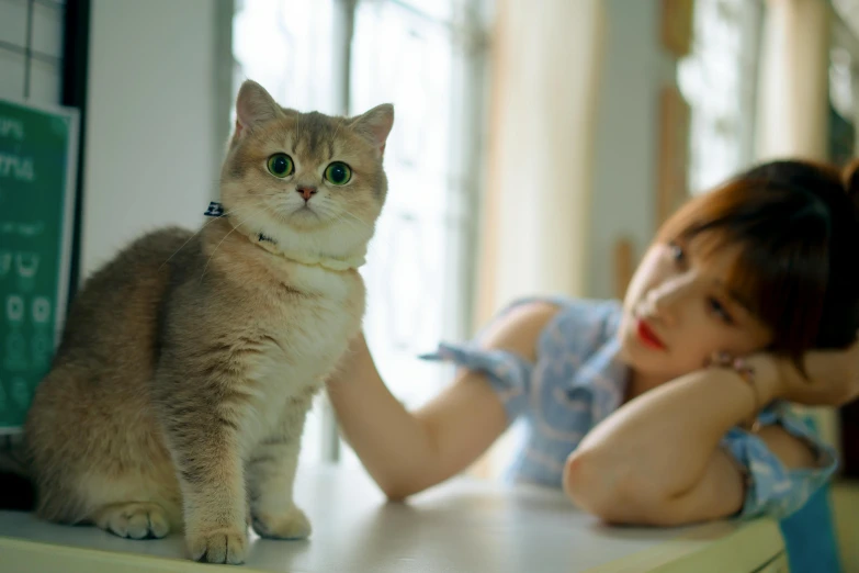 a cat sitting on top of a counter next to a woman, trending on pexels, short brown hair and large eyes, asian female, fat cat on desk, pretty face with arms and legs